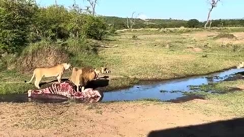 Crazy Tigers Fighting