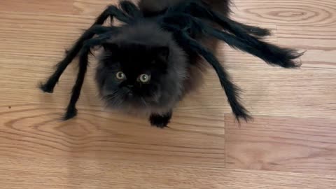 Persian Cat's Spooky Spider Costume