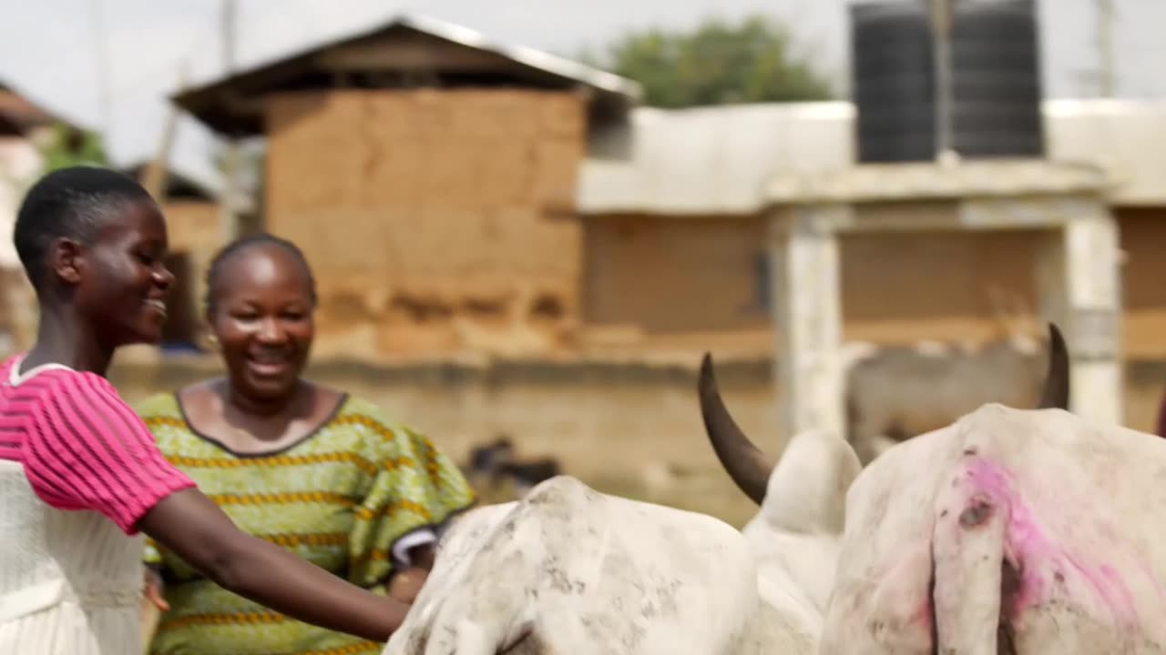 Giving Away Cows For Children - Mr Beast