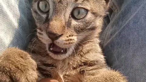 Lovely cat 😺