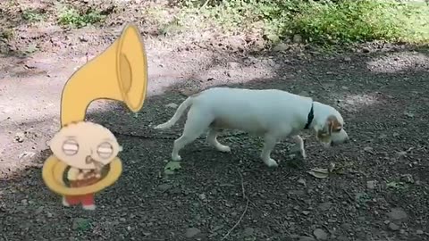 #FamilyGuy #StewieGriffin #entrepreneur #author #influencer #like #follow #share #subscribe #Shorts