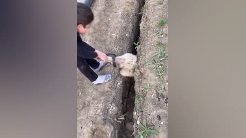 🐑 Funniest Sheep Ever! 😂 | Funny Animal Compilation