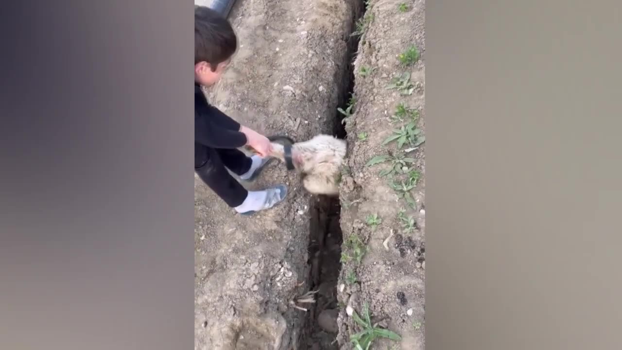 🐑 Funniest Sheep Ever! 😂 | Funny Animal Compilation