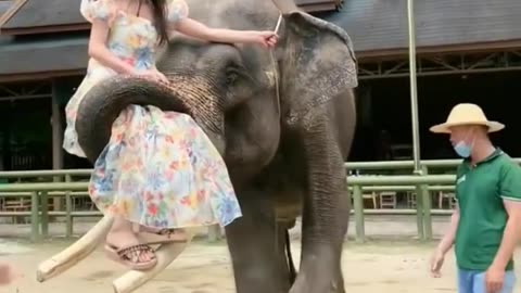 Animals Funny Video