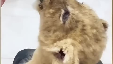 Kind man saved a lion cub who then became his best friend #Viral #Love #Animal 🦁💛