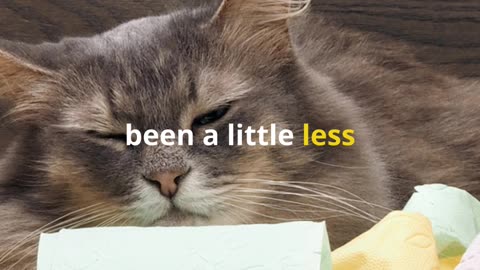 Top 5 Ways to Keep Your Cat Purring