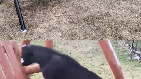 Funny Animals Vs Me (Who is better Please Comment)