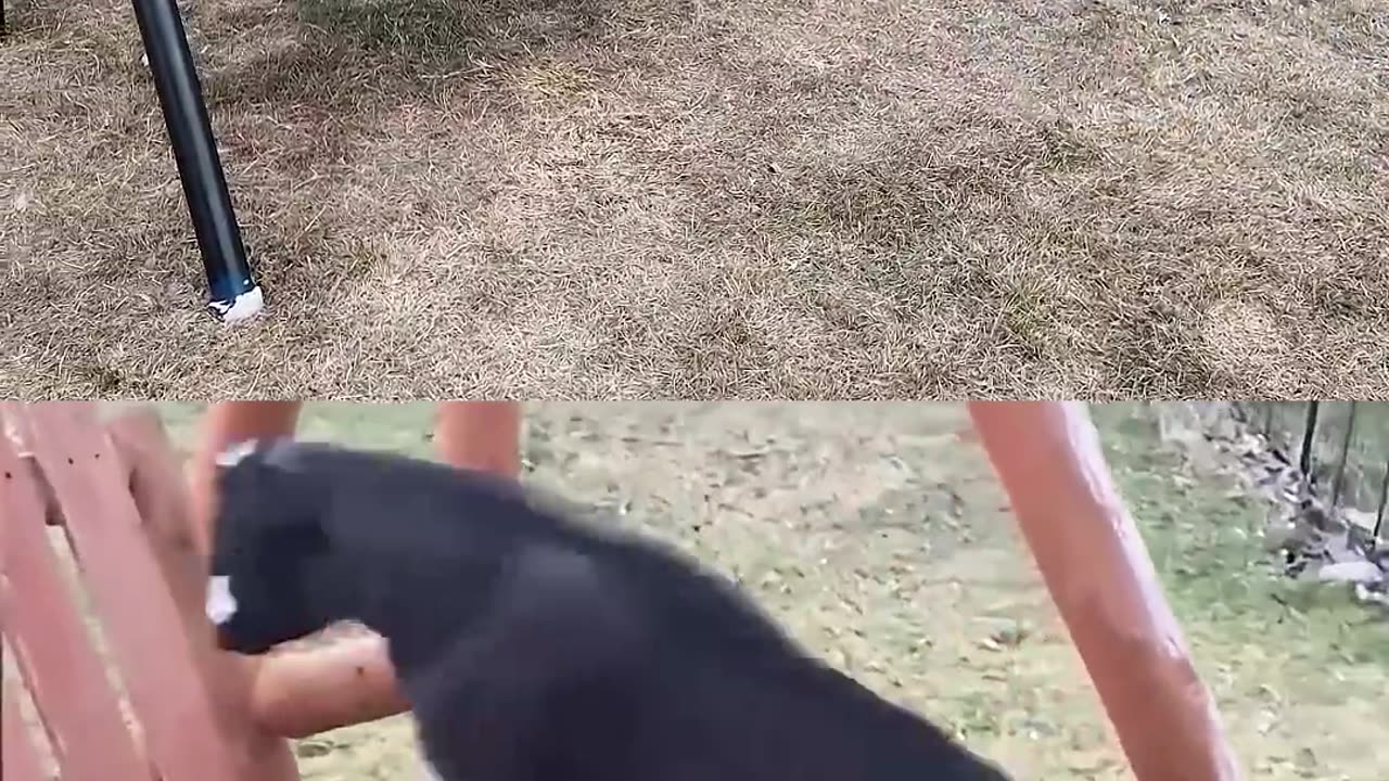 Funny Animals Vs Me (Who is better Please Comment)
