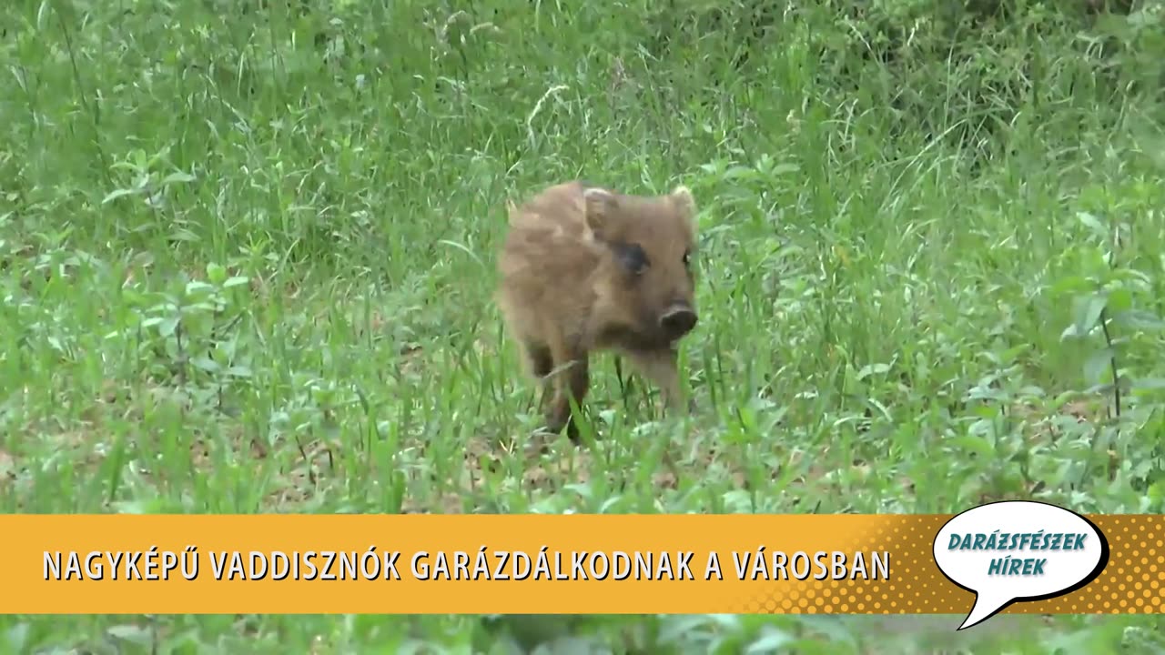Darázsfészek újratöltve 48. adás