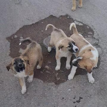 Village 10-twin puppies#