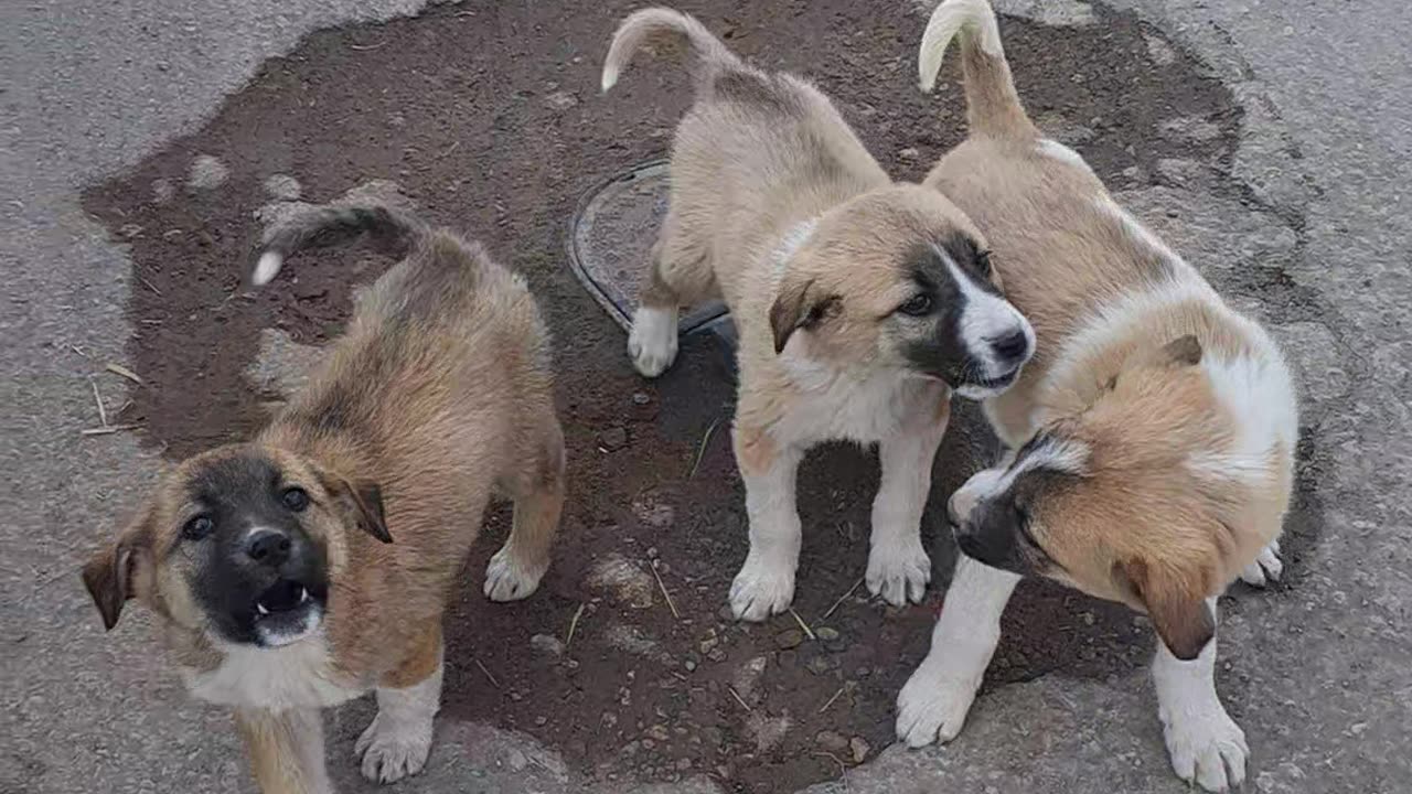 Village 10-twin puppies#