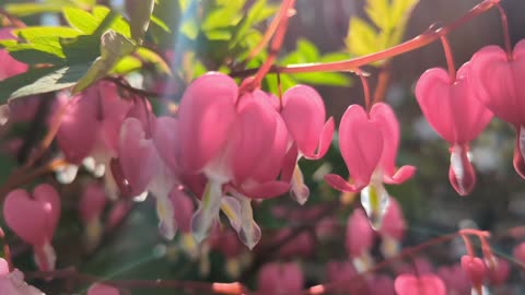 Bleeding hearts