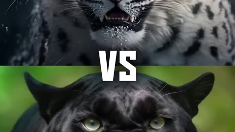 Black Panther vs White Animals (Lion, Tiger, Wolf)