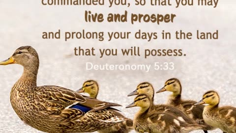 Prayer of Obedience #youtubeshorts #grace #jesus #mercy #faith #fyp #trust #blessed #obey #love #joy