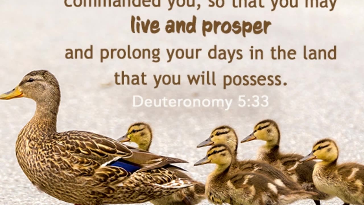 Prayer of Obedience #youtubeshorts #grace #jesus #mercy #faith #fyp #trust #blessed #obey #love #joy