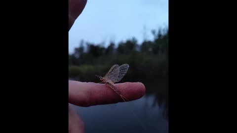 Hexagenia Limbata