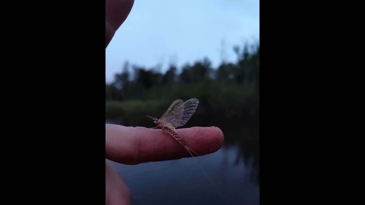 Hexagenia Limbata
