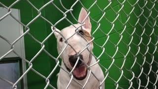 Nico 9y Pet Id 949548 kennel 37b HSSAZ shelter_20251114_172708597