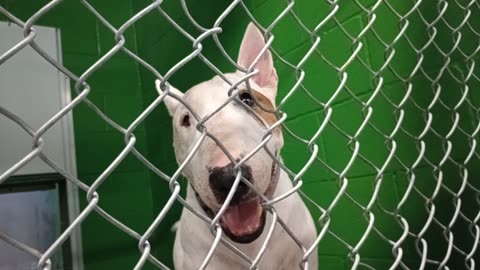 Nico 9y Pet Id 949548 kennel 37b HSSAZ shelter nice guy pretty laidback we lounged awhile20251114597