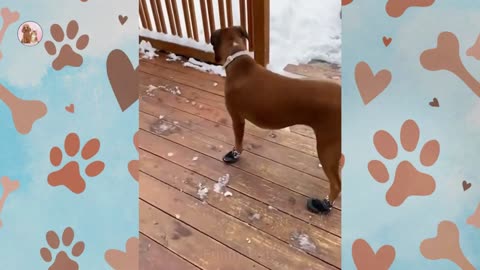 I'm convinced my dog was assembled incorrectly😁😁Funny Pet