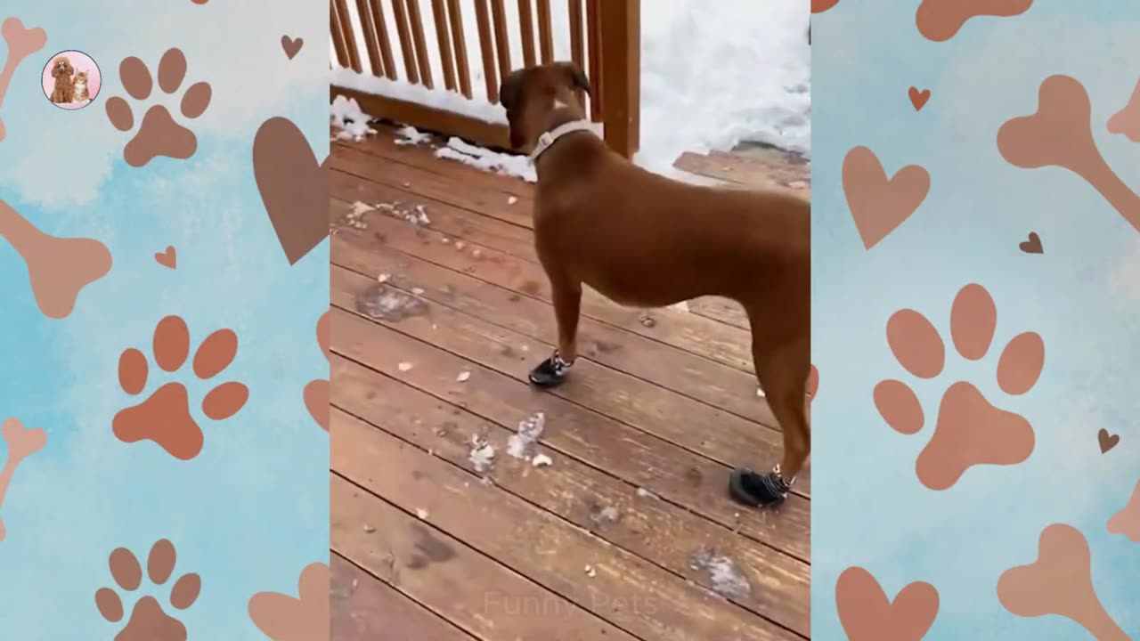 I'm convinced my dog was assembled incorrectly😁😁Funny Pet