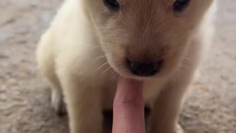 "So tiny, really easy to bully.