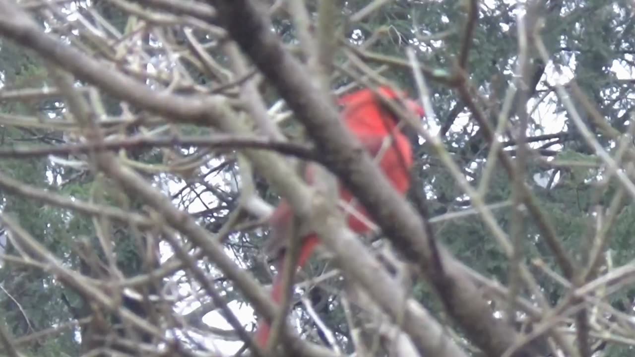 Cardinal