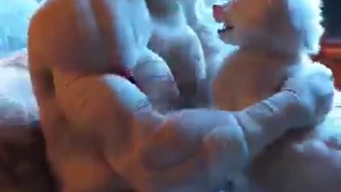 Cute kitten