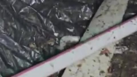 Rescuing Baby Opossum From Home Vent