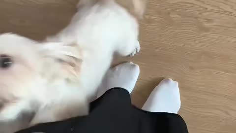 My dog's weird behavior when I come home from work​