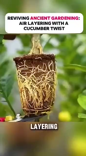 Air Layering with a Cucumber Twist! 🥒