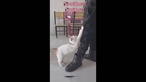 Funniest Animal Moments😂🤣