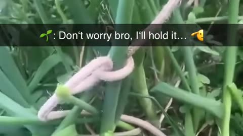 safety first: An unusual sight: a fastening tied directly to grass. Sometimes creativity beats logic