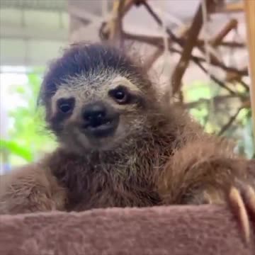 Baby sloth.. 😊