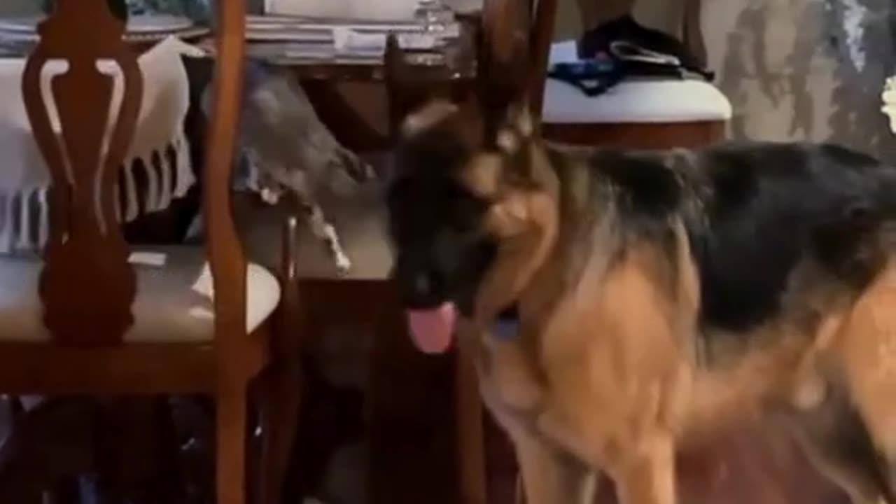 Play Time Cyrus 🆚 Esther