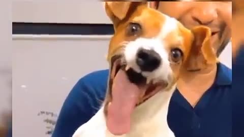 laughing dog