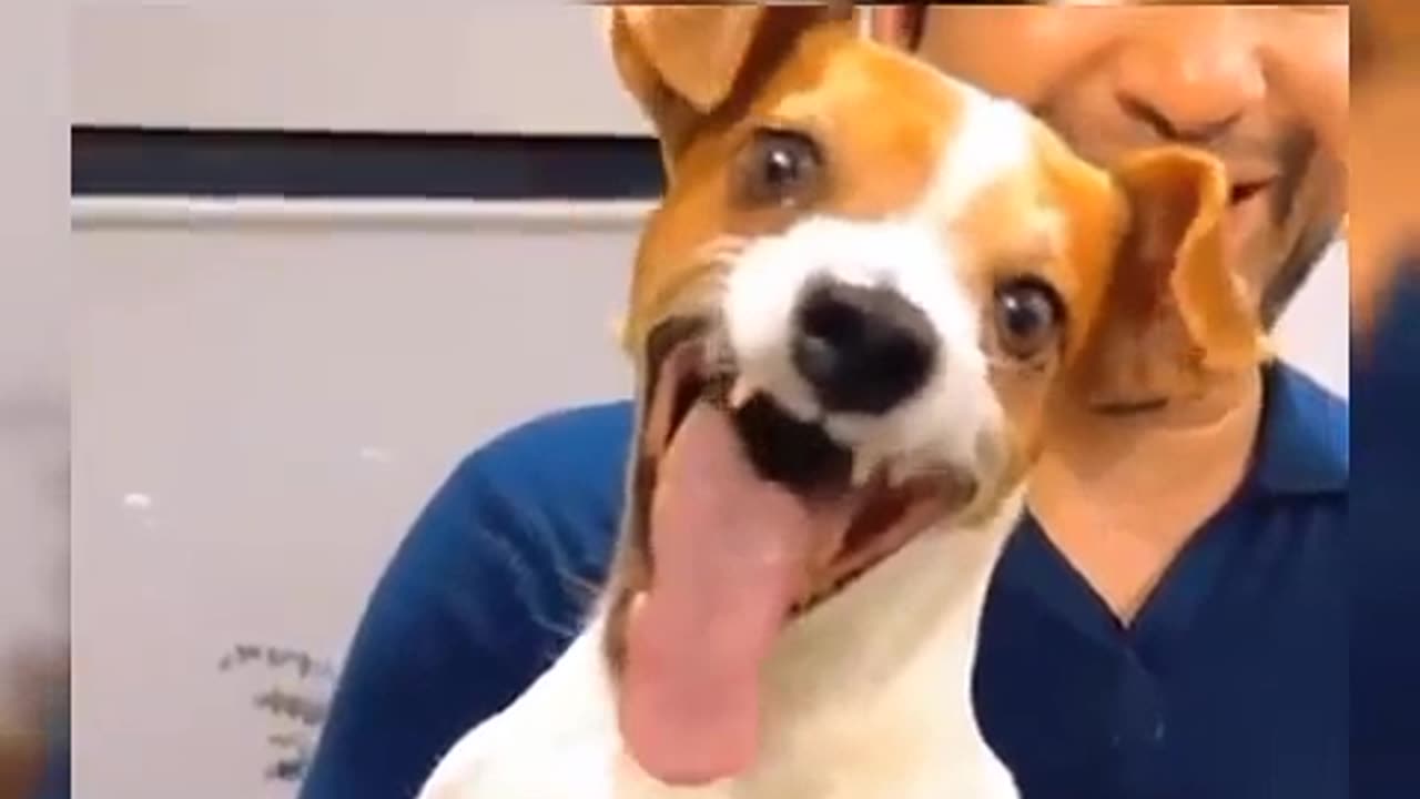 laughing dog