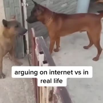 Arguing on Internet vs Real life