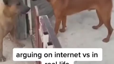 Arguing on Internet vs Real life