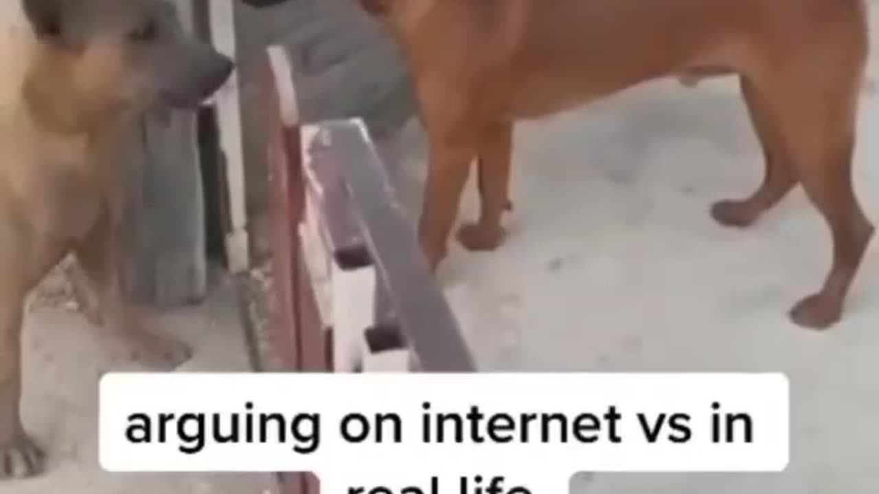 Arguing on Internet vs Real life