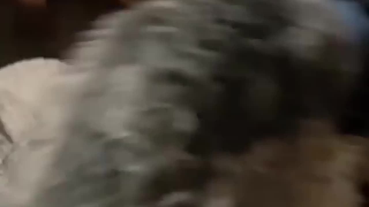 Dog's reaction when you fart 🤣🤣🤣