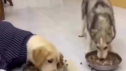 Husky and Labrador- Funny Video