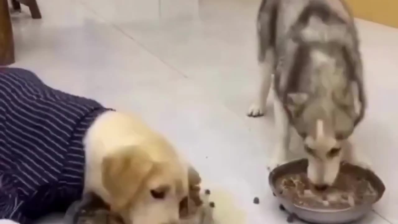 Husky and Labrador- Funny Video