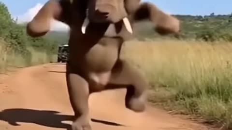 Animals life