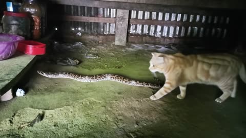 Snack Vs Cats