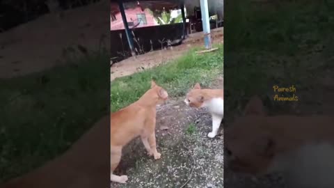 funny and crazy animal video