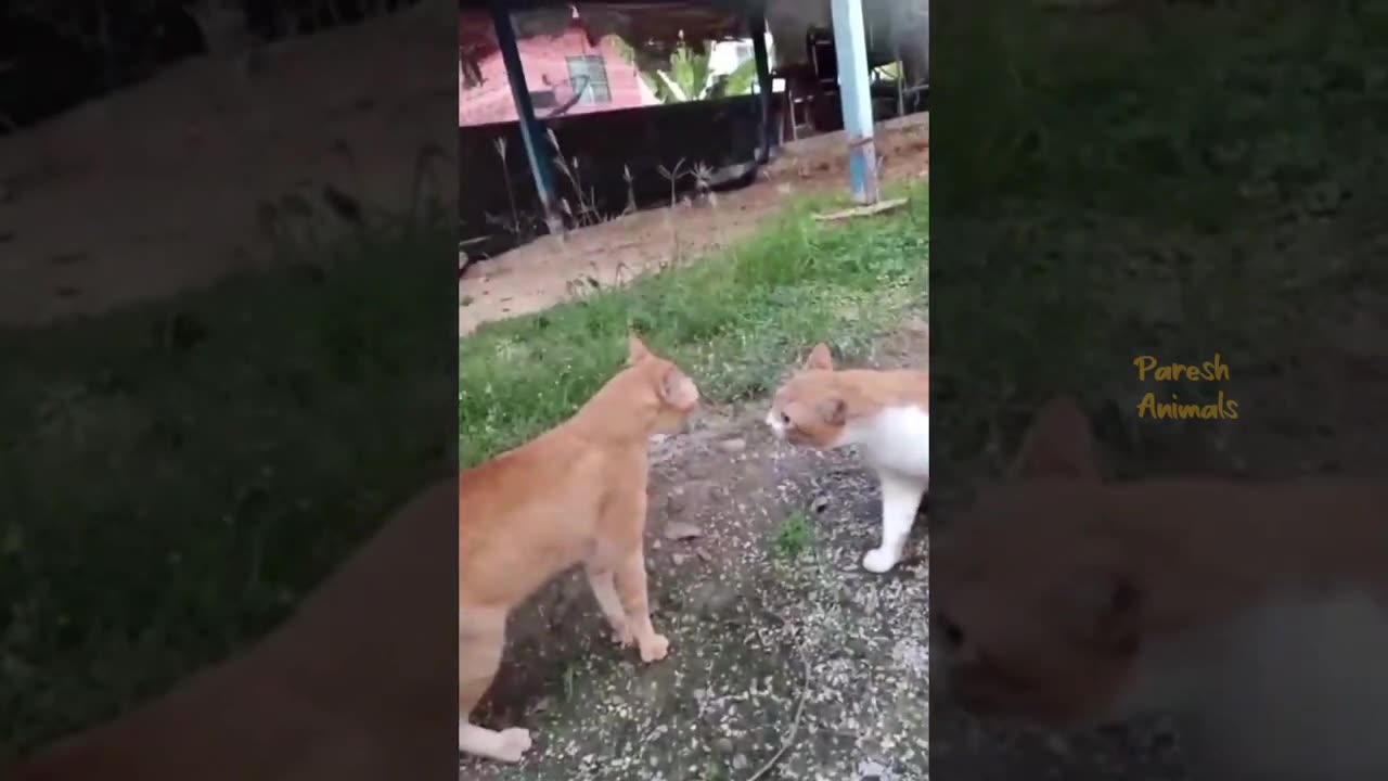 funny and crazy animal video