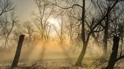 Light Shines in the Darkness