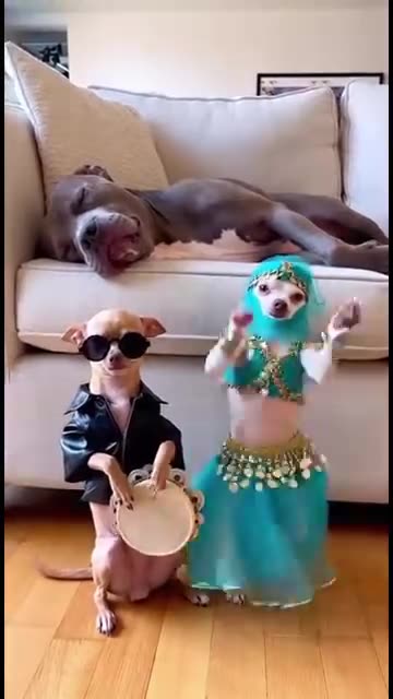 टाइटन मूंगफली और राजकुमारी के नृत्य शो को अनदेखा कर रहा है 😂 #bellydance #trendings #dances