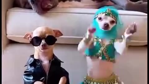 टाइटन मूंगफली और राजकुमारी के नृत्य शो को अनदेखा कर रहा है 😂 #bellydance #trendings #dances